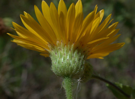 Camphorweed