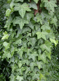 Common Ivy