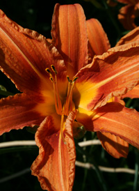 Orange Day-lily