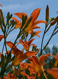 Orange Day-lily