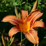 Orange Day-lily Orange Day-lily