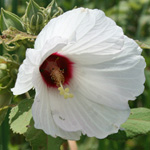 Swamp Rose Mallow