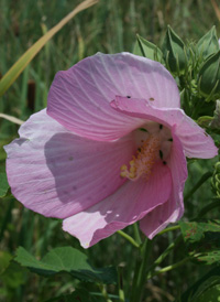 Swamp Rose Mallow