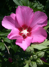 Common Hibiscus