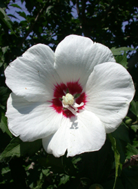 Common Hibiscus