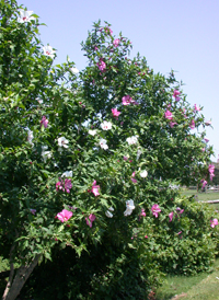 Common Hibiscus