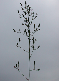 Gronovius' Hawkweed