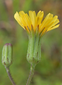 Gronovius' Hawkweed