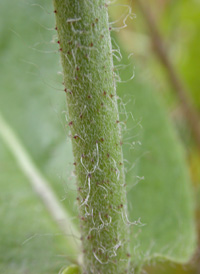 Gronovius' Hawkweed