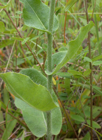 Gronovius' Hawkweed