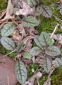 Veined Hawkweed