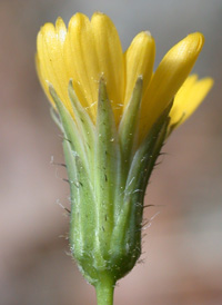 Veined Hawkweed