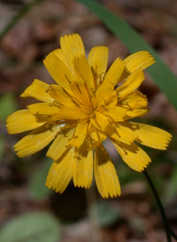 Veined Hawkweed