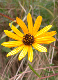 Swamp Sunflower