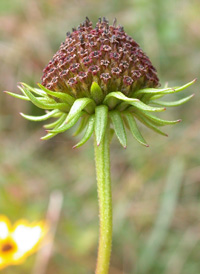 Swamp Sunflower