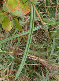 Swamp Sunflower