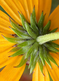 Swamp Sunflower