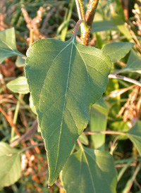 Common Sunflower