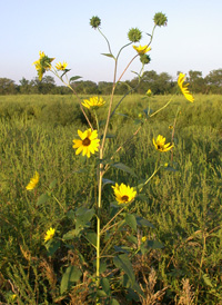 Common Sunflower