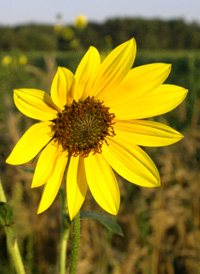 Common Sunflower