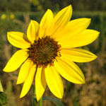 Common Sunflower Common Sunflower