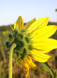 Common Sunflower