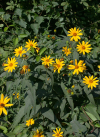 Woodland Sunflower