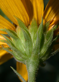 Woodland Sunflower