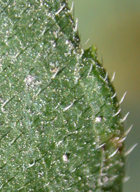 Woodland Sunflower