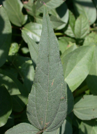 Woodland Sunflower