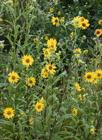 Giant Sunflower