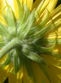 Giant Sunflower