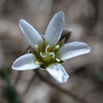 Jagged Chickweed