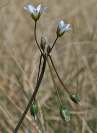 Jagged Chickweed