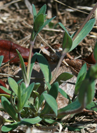 Jagged Chickweed