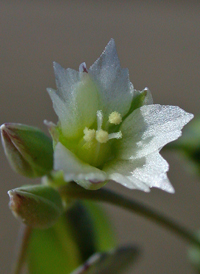 Jagged Chickweed