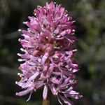 Swamp-pink Swamp-pink