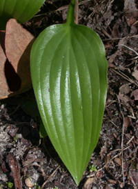 Narrow-leaved Plantain-lily