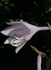 Narrow-leaved Plantain-lily