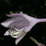 Narrow-leaved Plantain-lily Narrow-leaved Plantain-lily