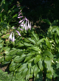 Narrow-leaved Plantain-lily