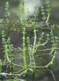 American Featherfoil