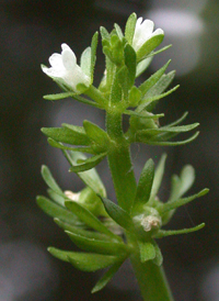 American Featherfoil