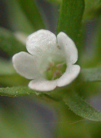 American Featherfoil