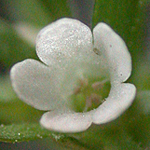 American Featherfoil