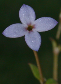 Tiny Bluets