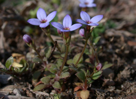 Tiny Bluets