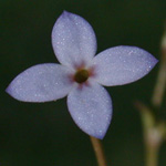 Tiny Bluets