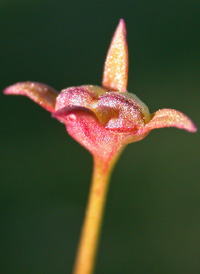 Tiny Bluets