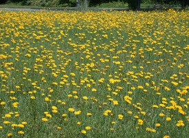 Common Cat's-ear